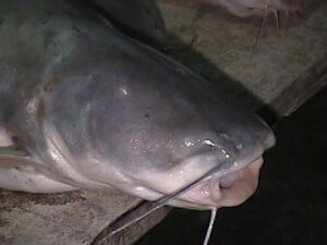 One Eyed Catfish